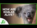 How are Koalas alive?