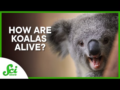 Video: Kodėl koala valgo?