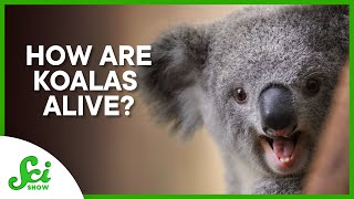 How are Koalas alive?
