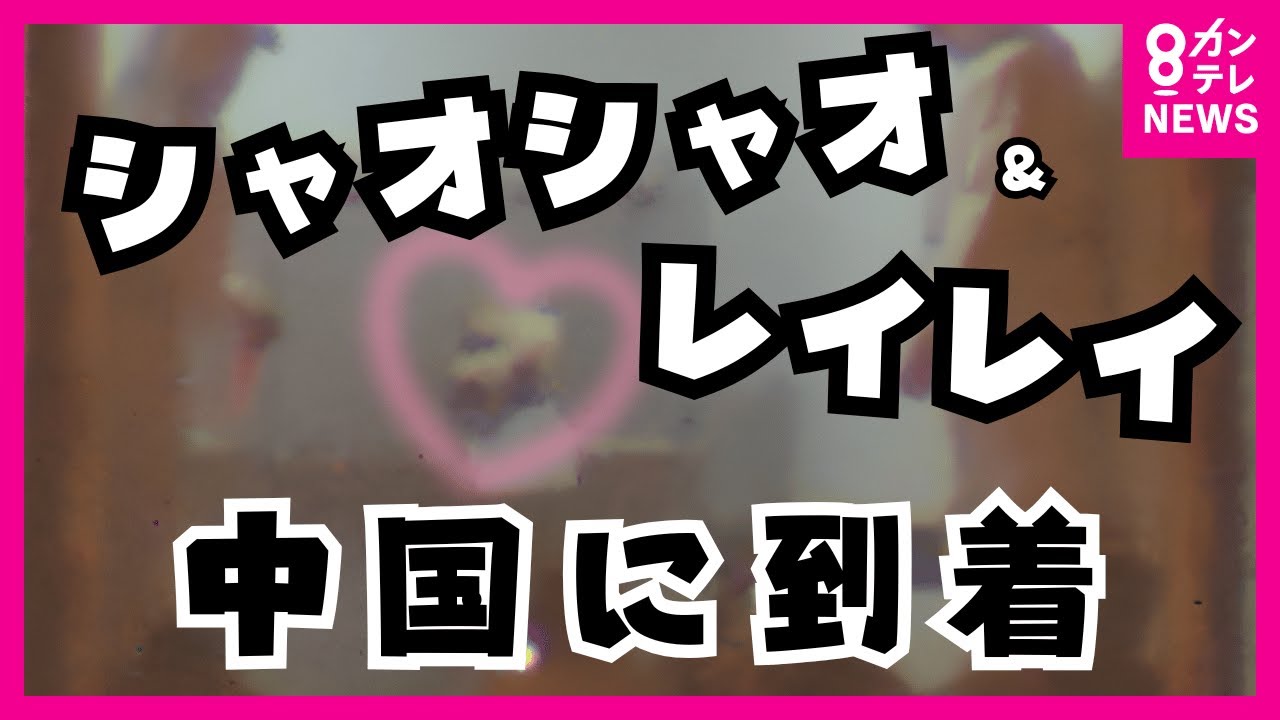 【パンダ独自映像】 レイレイ タケノコを投げ返す。中国初食事シーン ノーカット公開!｜シャオシャオ＆レイレイが中国に到着