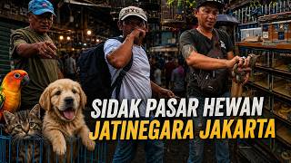 OKNUM PENJUAL NAKAL ITU MASIH ADA !! SIDAK PASAR HEWAN JATINEGARA