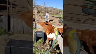 Get her on the way by! #cow #ranch #branding
