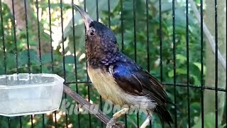 Kolibri Kelapa Legends Suaranya Masih Mantap / Burung Korlap umurnya Sudah Berabad-abad
