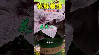 香草紫苏越来越紫的技巧#花花世界