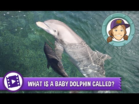 Video: Cum cheamă un pui de delfin?