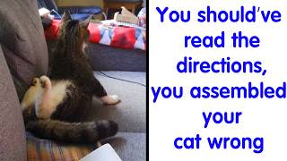 Unpredictable Cats That Broke All the Possible Laws of Physics - Funny Cat