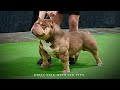 Rumble in the jungle 50 documentary part 1 american bully bully talk with zeb pits