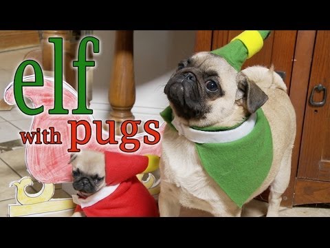 elf-movie-(pug-puppy-version)