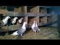бокаті спортивні голуби