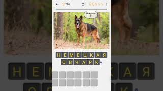 Выучите породы собак - Викторина с картинками screenshot 3