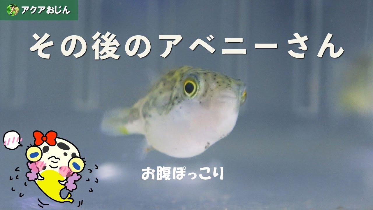 アベニーパファーvs南米淡水フグ飼いやすさ3番勝負 Youtube