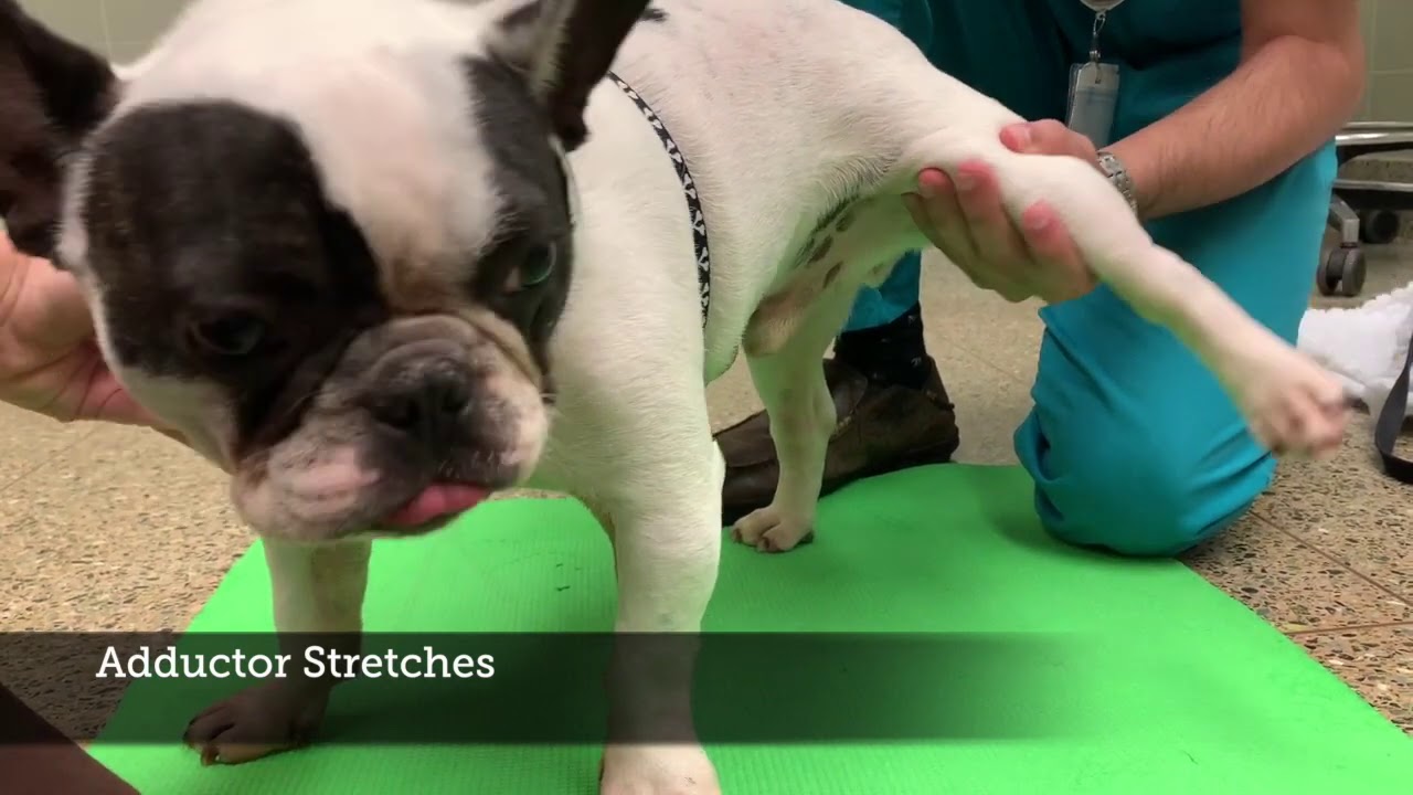 Standing post-op rehab exercises (physical therapy)