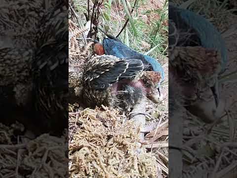 Wideo: Czy skowronki zabijają inne ptaki?