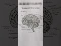 the structure of human brain 🧠 #mbbs #biologyexamquestions #since #exam #neet