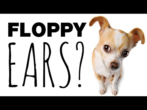 77+ Chihuahua Ears Floppy