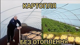 Рання Картопля в теплиці без опалення. Як ми вирощуємо 🥔