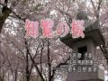 知覽の桜 (日野美歌)  北市信義歡樂班  かすみ 唄