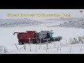 Cutting winter wheat near Snowville Utah - August 2019