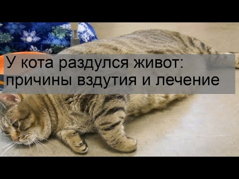 Видео: Болезненный живот у кошек