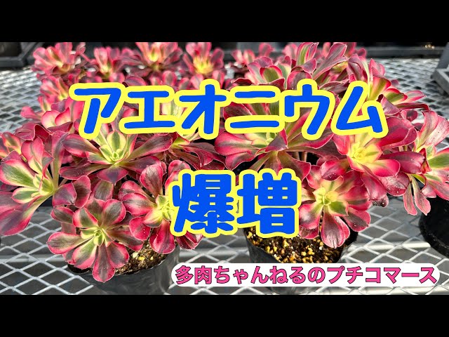 多肉植物】アエオニウム ❣️メデューサを爆増させる😆 - YouTube