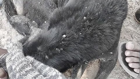 How To Removing Ticks From Dog In Village - Dog Ticks Removing - Many Big Ticks Cleaning All EP 97.