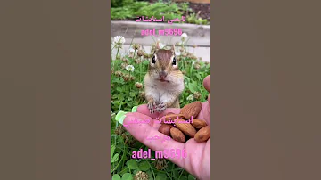 جربوع يأك ل مكسرات Shorts 