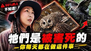 台灣猛禽瀕臨絕種！我們的家園將迎來一場浩劫？直擊「猛禽急診室」揭發殘酷真相！大發家DAFA+