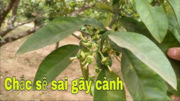 Dự báo một mùa bưởi cuối năm 2023 sai trĩu quả || bưởi Rỏn