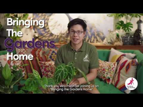 Video: Crystal Anthurium: foto, beskrivelse, egenskaber ved dyrkning og pleje derhjemme