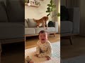 赤ちゃん見守り犬| #shorts #animals #baby