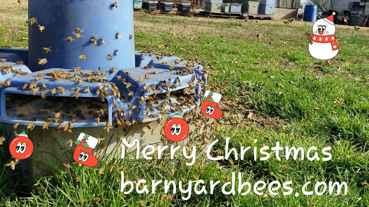 Honeybees Feeding on Corn protein Merry Christmas