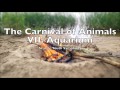 The Carnival of Animals VII Aquarium |  Camille Saint-Saëns 1 HOUR Loop Le carnaval des animaux