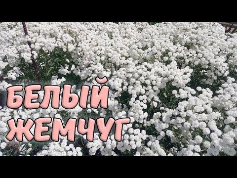 Тысячелистник птармика "Белый жемчуг" (жемчужница)