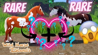 BREEDING MY RAREST X RAREST HORSES | Wild Horse Islands