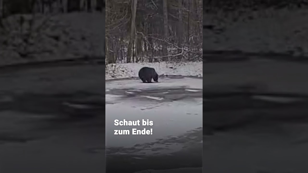 Freya, die Eisk&ouml;nigin im B&Auml;RENWALD M&uuml;ritz ❄️👑 | VIER PFOTEN