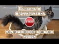 Лечение и профилактика мочекаменной болезни кошек. Просто!