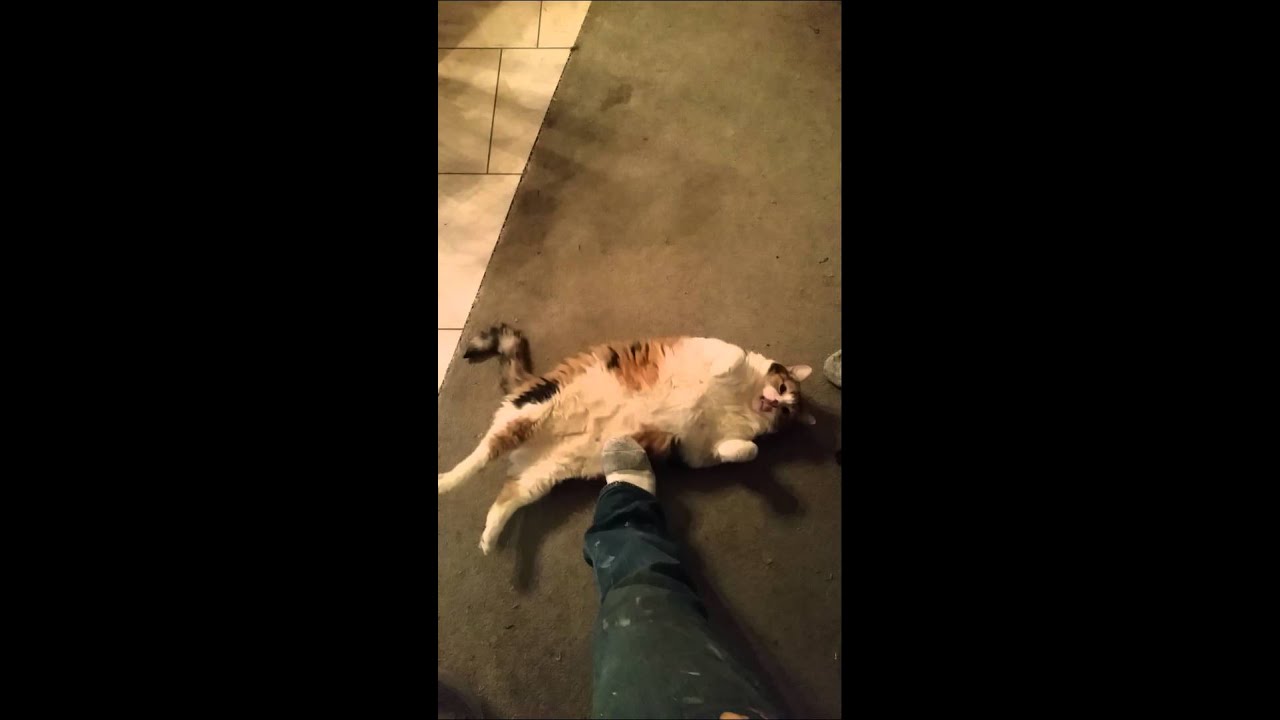 Fat cat belly roll YouTube