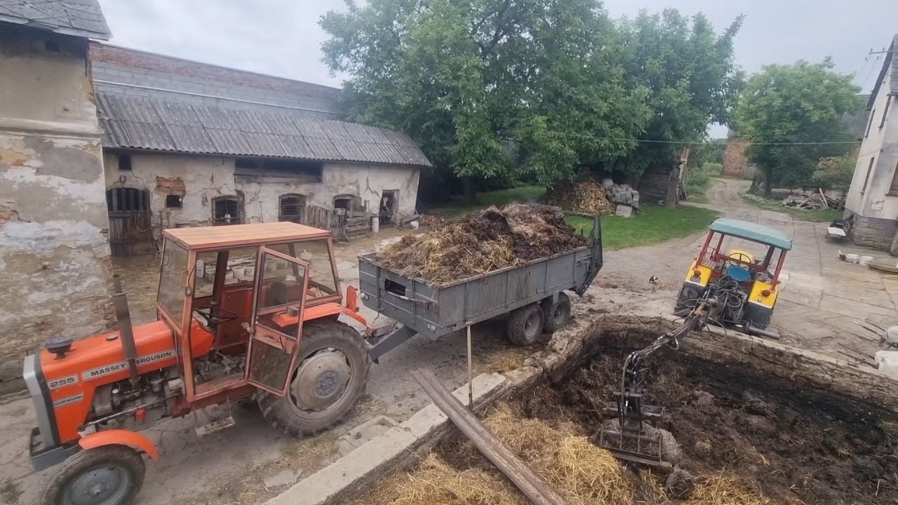 Wywóz obornika po jęczmieniu ozimym/ Ursus C330 i troll/ MF 255 i rozrzutnik tandem