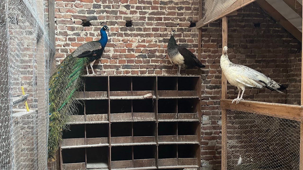 Nouvelle de l’élevage + adieu les paons 🥲