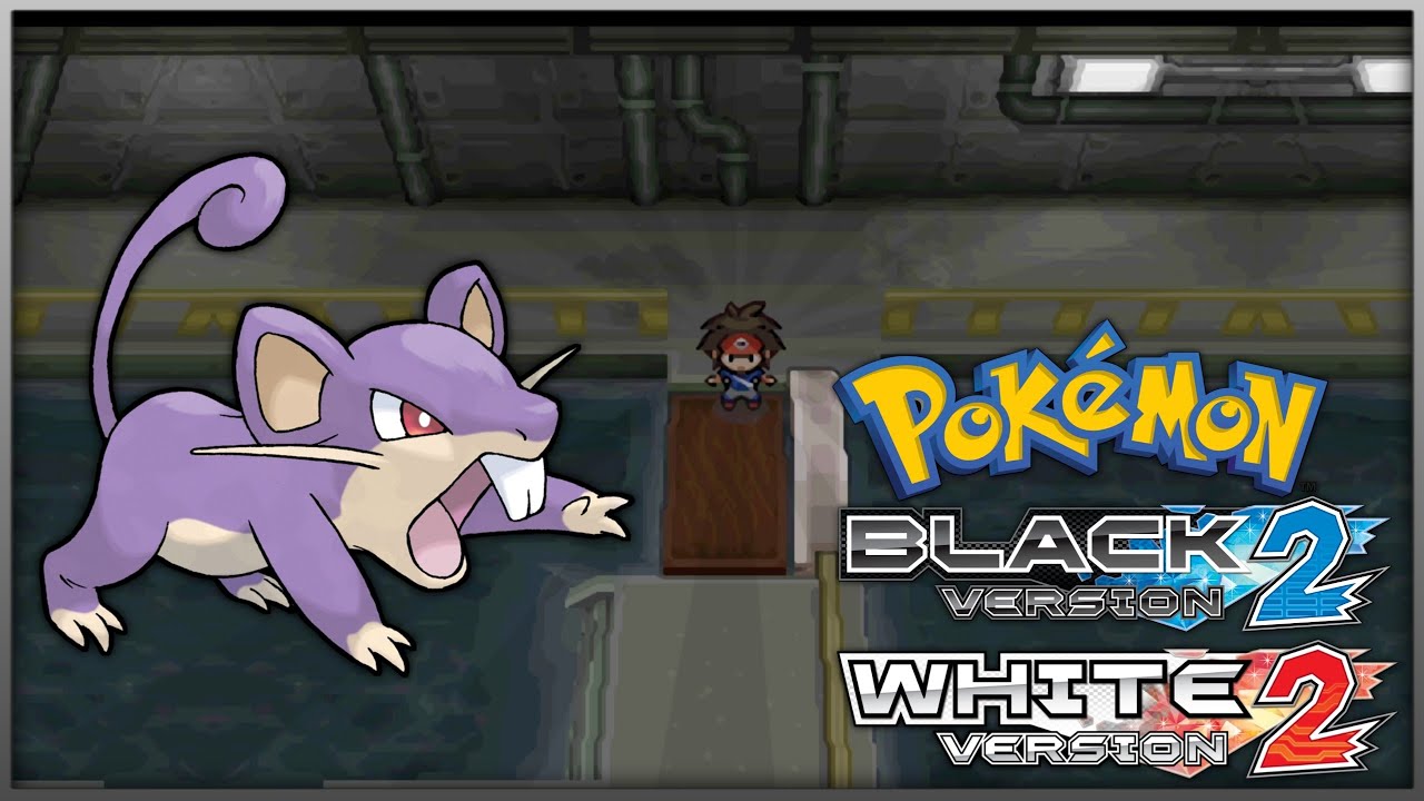 How to get Rattata in Pokemon Black 2 and White 2 YouTube