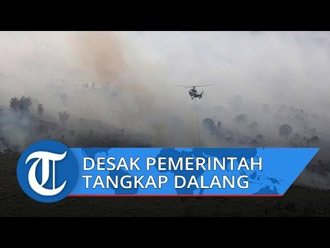 Video: Kebakaran di Siberia: penyebab dan tindakan pemerintah