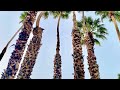 Southern California 2023 #California #LosAngeles #SanDiego #Temecula #palmsprings #DarrellReeves
