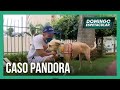 Dono ainda busca explicações sobre o desaparecimento da cachorra Pandora