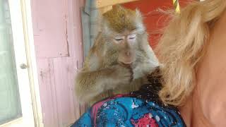 Macaque Love Taps and Slaps ASMR Bugs Bullock