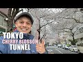 Tokyo Cherry Blossom Tunnels | Kayabacho Streets Lined w/ Sakura