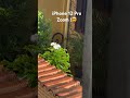 VEYR KAKAKAKAKA #plants #flowers #coffee