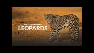 The Secret Lives of Leopards - Big Cats Documentary | Cine Animals