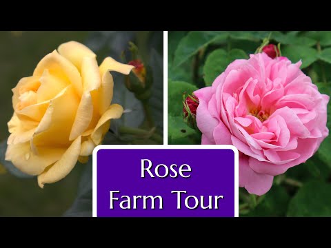 Vídeo: Informações sobre Rosas Parkland