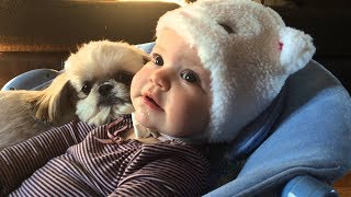 Cute Shih Tzu Dogs and Babies a beautiful Friendship   Funny and Cute Dog and Baby Videos 2017