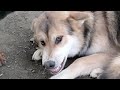 狼犬が敗北する瞬間！